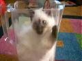 Cute Kitten In A Jar
