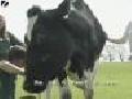 /eeb6e1e097-giant-cow