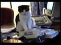 Cat as Answering Machine