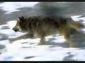 /74b6491d6e-escaflownes-wolves-dance-of-curse