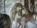 The Beauty of Wolves