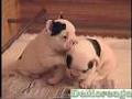 /8a4a63f455-french-bulldog-puppies-the-most-beautiful-video