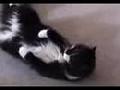 /c571221e20-best-cat-trick-in-the-world