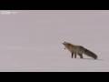 Fox Snow Dive