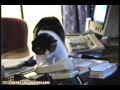 Kitteh Answers the Phone