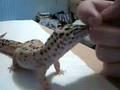 Dagon the Leopard Gecko