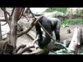 Zoo Leipzig - Gorillas