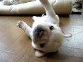 Rolling Puppy