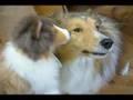 /a6fc6c2b1b-kelly-faces-to-stuffed-collie