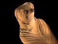 /ad4698843e-animal-mummies-pets-of-the-pharaohs