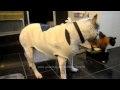 Roomba Driver Cat Slaps a Dog