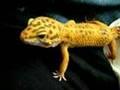 /cca312ddd2-leopard-geckos