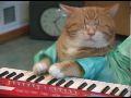 Keyboard Katze