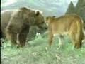 mother cougar attack bear
