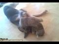 Playful Kitteh and Doggy