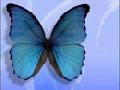 Blue Butterfly - Anna MacDonald