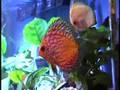 /3954eb61a6-discus-fish-tank-aquarium