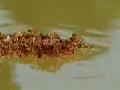 /198068c9dd-ants-create-river-raft-out-of-other-ants