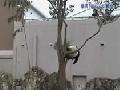Panda Gets Revenge on Tree Branch