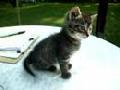/848bae1462-smiles-the-kitten-meowing-on-a-table