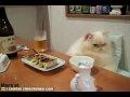 /80b2c7d800-dinner-table-kitteh