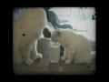 /9dc2273617-cute-kittens-sharing-a-glass-of-milk
