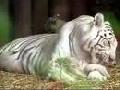 /4b60feeb8e-white-tiger-cubs