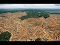 Regenwald Zerstörung