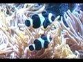 Relaxing Aquarium (watch in HD) 3