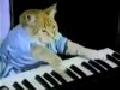 Play Him Off in This Club Usher Cat