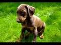 /9340df8621-dobermann-puppy