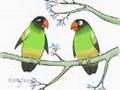 /b8b8288a76-happy-fins-and-lovebirds-video