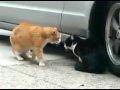 Explosive cat fight! Sex! Betrayal! Foul language!