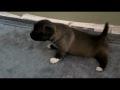 /0104e446bc-puppy-learn-to-walk