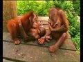 /31d98ba8cd-little-baby-orangutans-get-scared