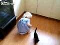 Little Girl Throws Ball on Cat