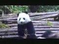 Panda nieß Attacke