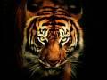 /e3e7fc171b-survivor-eye-of-the-tiger