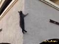 Mission Impossible Cat