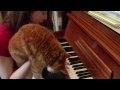 Piano Cat Lessons