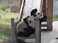 /c96d15cce4-pandas-on-a-slide