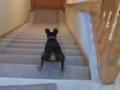 /1bbb026782-dog-scurries-down-stairs