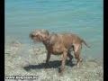 /aa046a11c6-dogs-at-the-beach