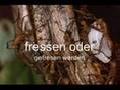 /eda43afff1-regenwaldrainforest