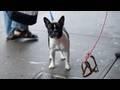 Invisible Dogs - Unsichtbare Hunde