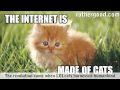 /b013b99f12-the-internet-is-made-of-cats