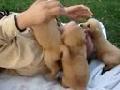 Puppies playing and tickling