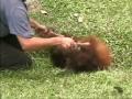Orangutan Being Tickled