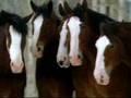/aa7cd9c04f-budweiser-clydesdales