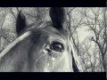 /cbea7b0dd5-the-sad-horse